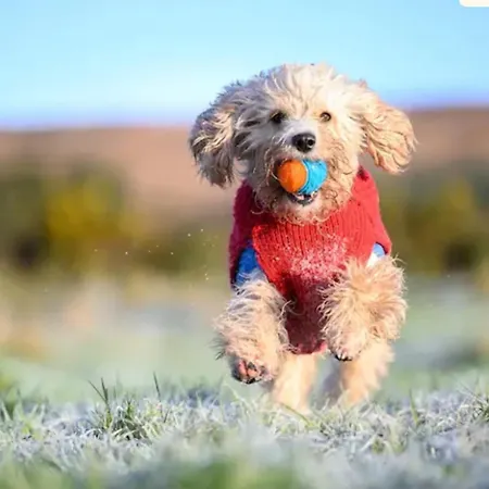 Σπίτι διακοπών The Getaway - The Peregrine - Luxury Pet Friendly Glamping Dungarvan (Waterford)