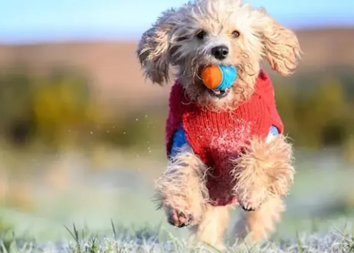 Сasa de vacaciones The Getaway - The Peregrine - Luxury Pet Friendly Glamping - Adults Only Dungarvan (Waterford)